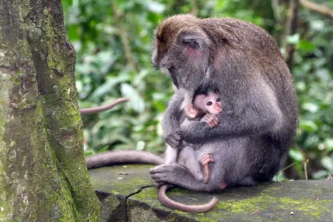 Ubud Monkey Forest (3)
