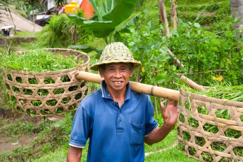 Mand der arbejder i rismarker på Bali