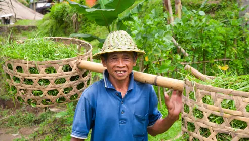 Mand der arbejder i rismarker på Bali