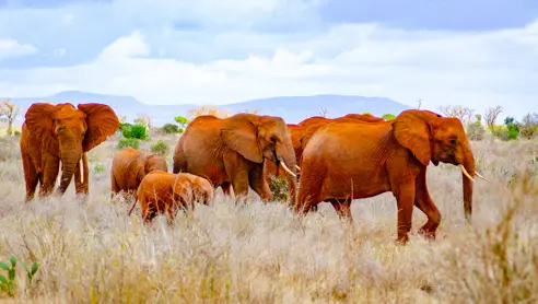 Tsavo East elefant