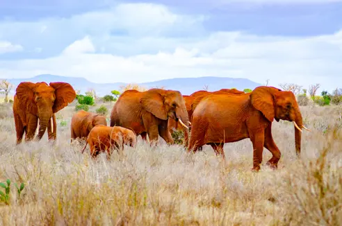 Tsavo East elefant