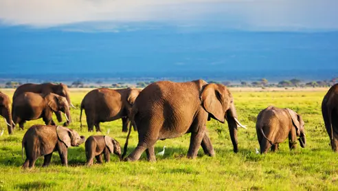 Afrika Kenya Amboseli National Park Elefant