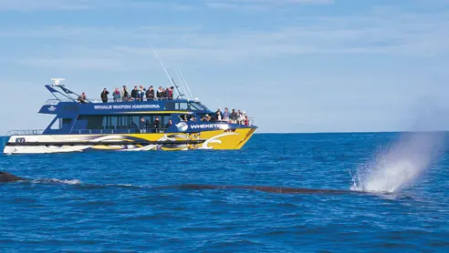 Hvalsafari fra Kaikoura i New Zealand