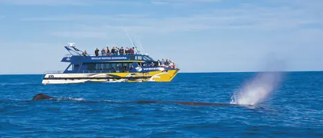 Hvalsafari fra Kaikoura i New Zealand