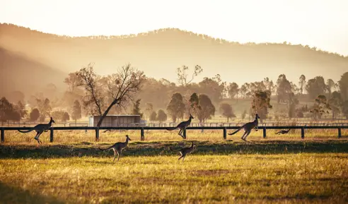 Australien Hunter Valley