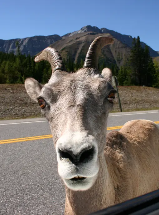 Ged kigger ind i bil i Canada
