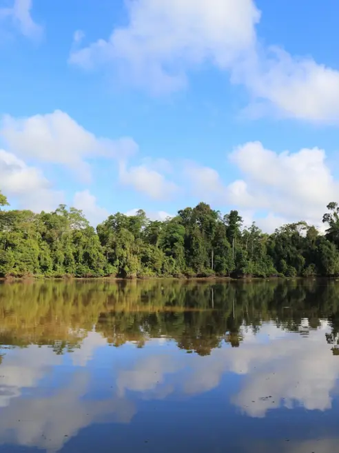 Regnskov på Kinabatangan-floden i Sukau, Borneo