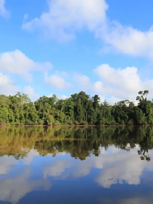 Regnskov på Kinabatangan-floden i Sukau, Borneo