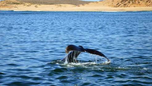 Monterey hvalsafari Californien USA
