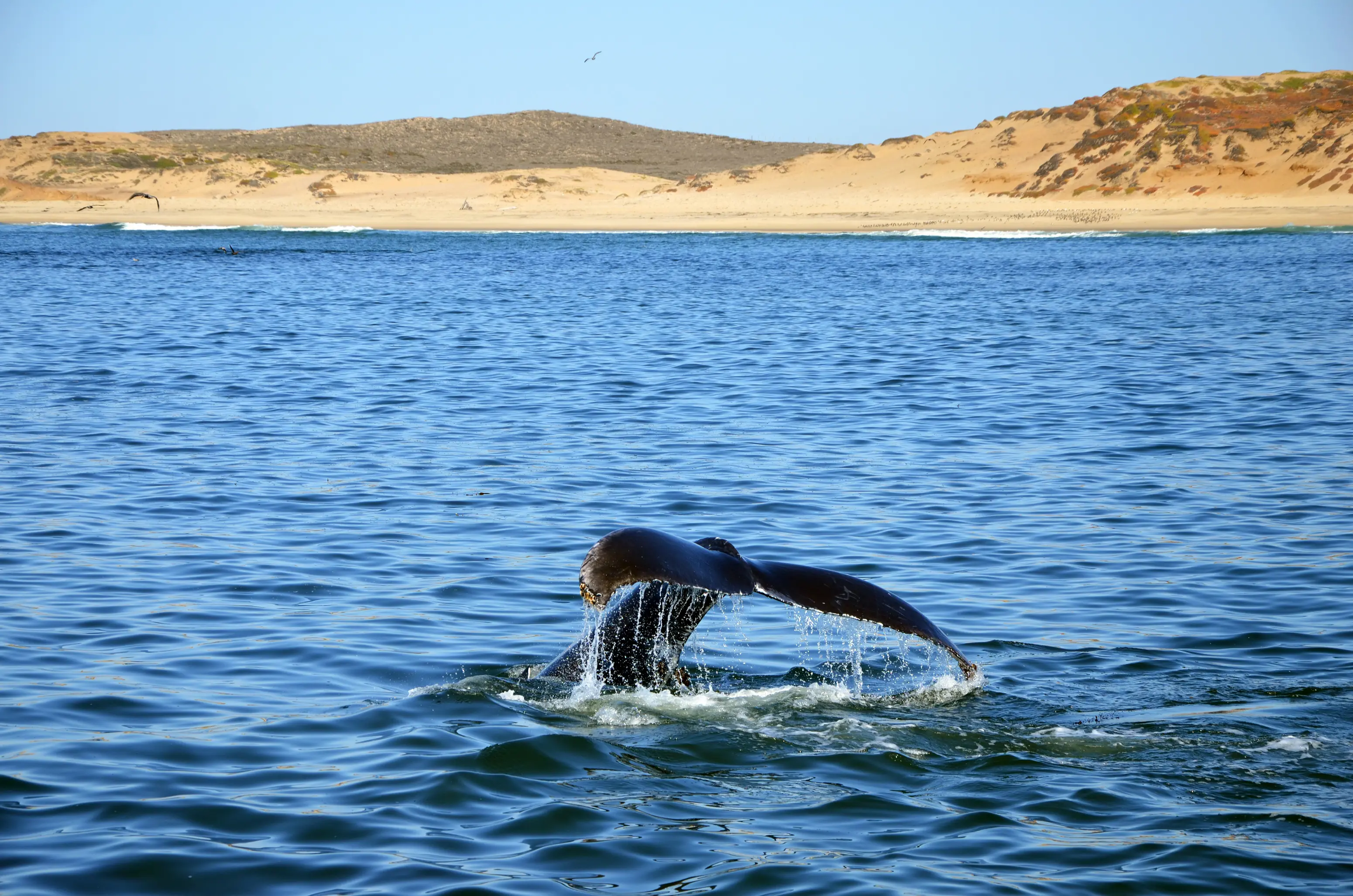 Monterey hvalsafari Californien USA