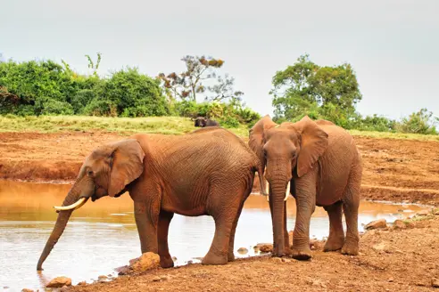 Aberdare Kenya elefant