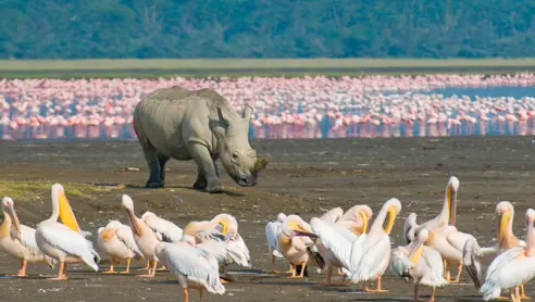 Safari ved Lake Nakuru National Park i Kenya