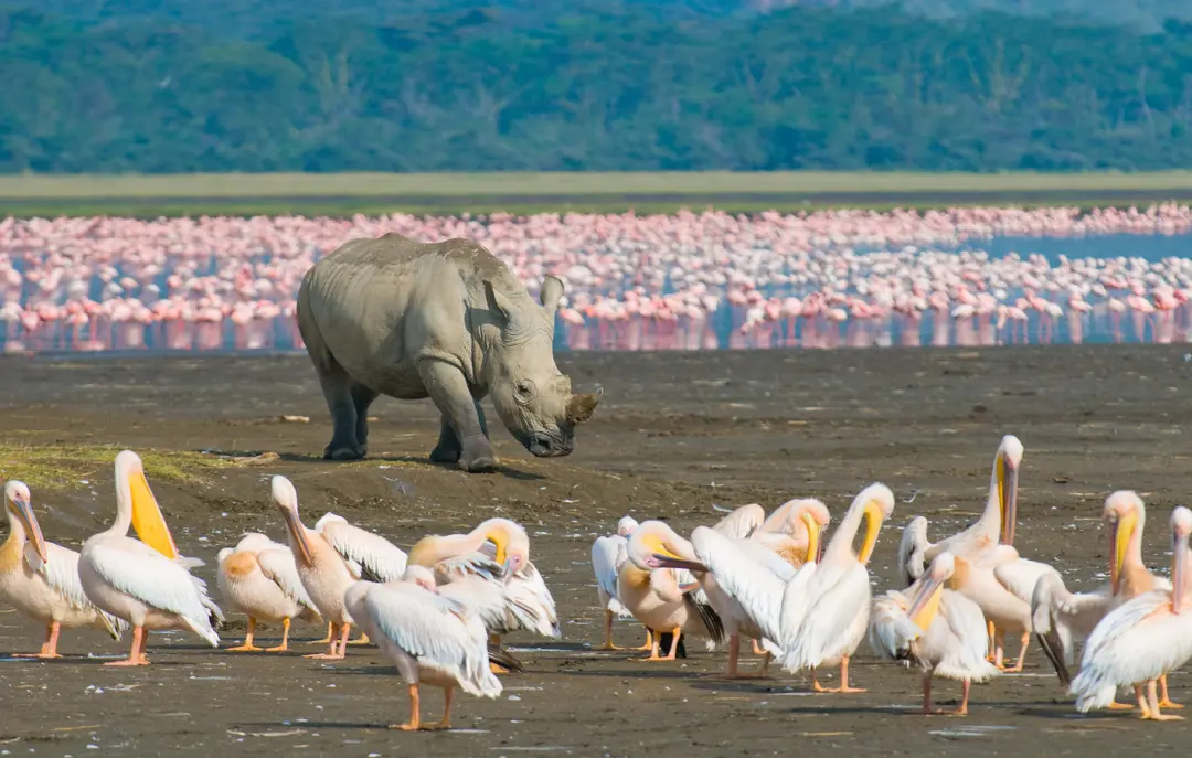 Safari ved Lake Nakuru National Park i Kenya