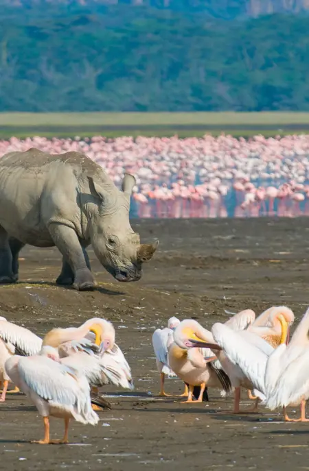 Safari ved Lake Nakuru National Park i Kenya