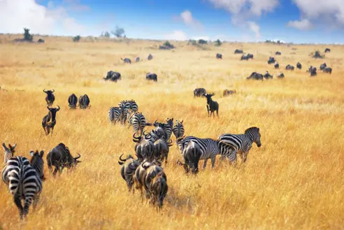 Afrika Kenya Masai Mara bøfler zebraer