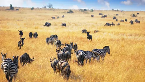 Afrika Kenya Masai Mara bøfler zebraer