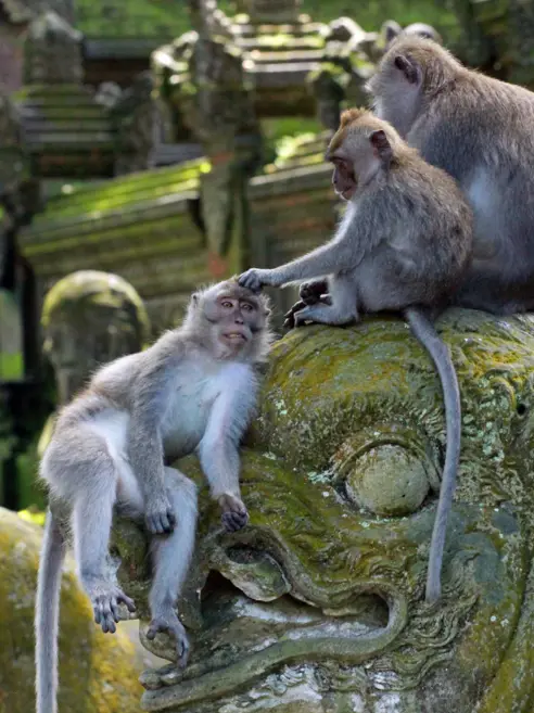 Ubud Monkey Forest