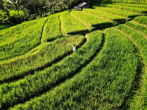 Jatiluwih Rismarker bali
