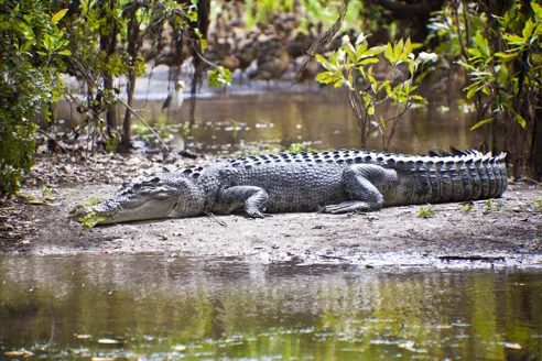 Australien Northern Territory Kakadu National Park Crocodile
