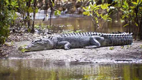 Australien Northern Territory Kakadu National Park Crocodile