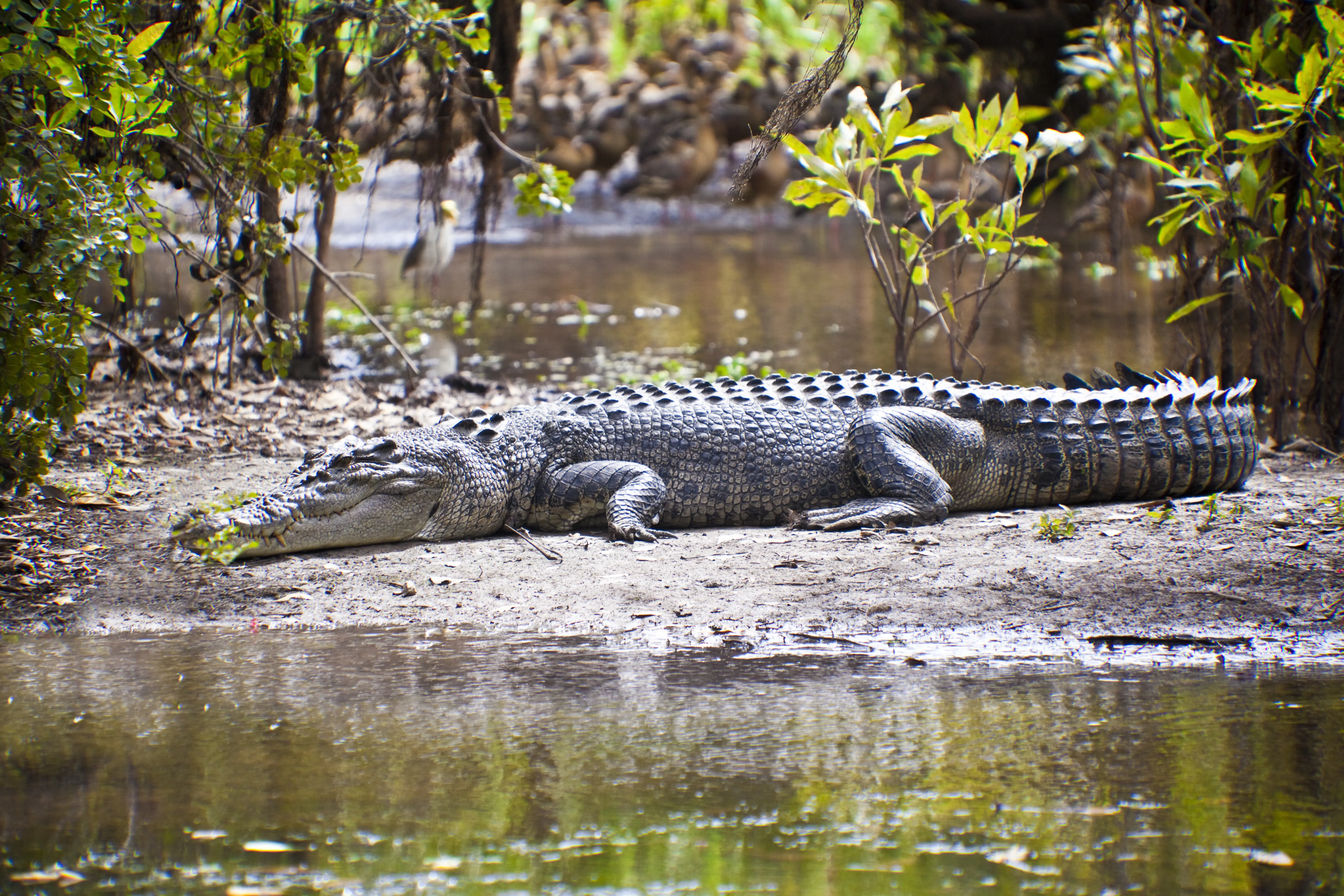 Australien Northern Territory Kakadu National Park Crocodile