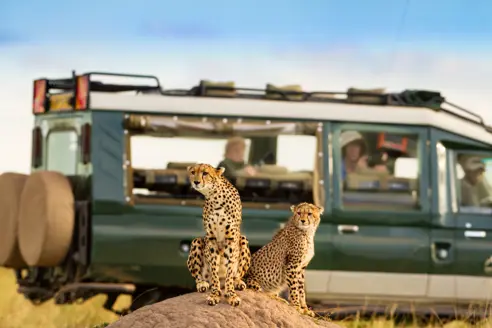 Gepard Game Drive Kenya