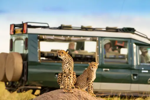 Gepard Game Drive Kenya