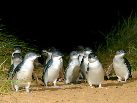 Australien Phillip Island Penguin Parade