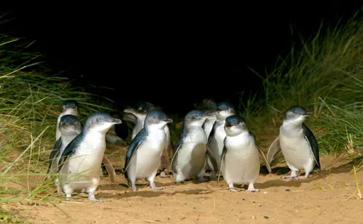 Australien Phillip Island Penguin Parade