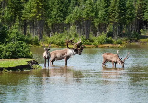 Canada dyreliv Elge
