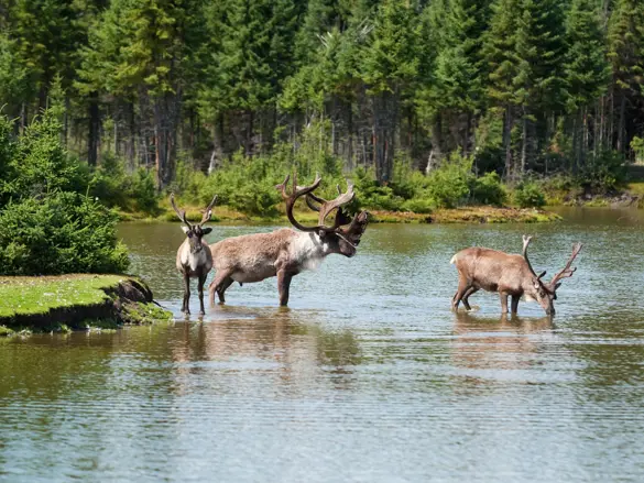 Canada dyreliv Elge