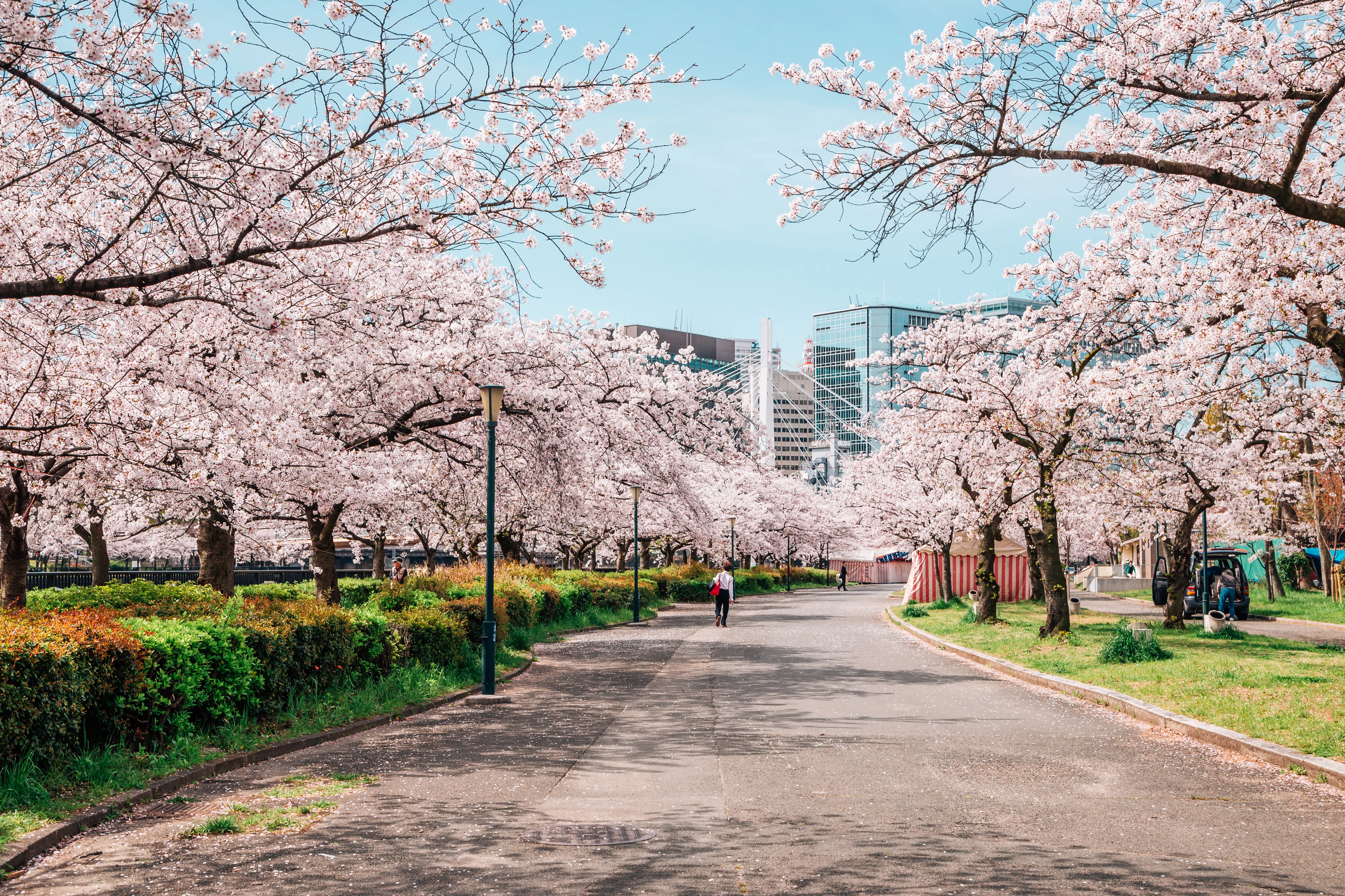 Osaka kirsebær Japan