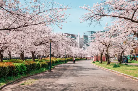 Osaka kirsebær Japan
