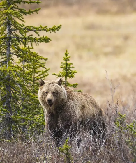 Inspiration Canada Banff Grizzly Bear