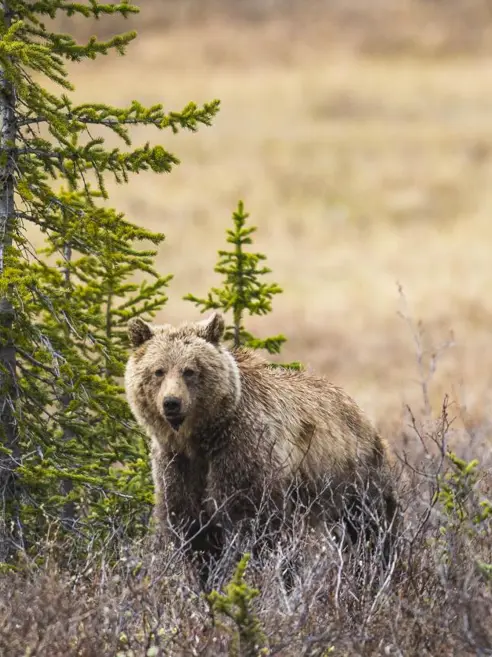 Inspiration Canada Banff Grizzly Bear