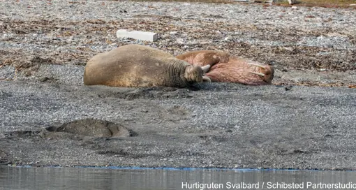 Wildlife And Glacier Cruise Hurtigruten Svalbard Photo Schibsted Partnerstudio 53 25414799 Photo Schibsted Partnerstudio