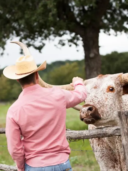 rejseplan-sydstaterne-wildcatter-ranch-longhorn.jpg