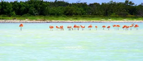 Rejseplan Mexico Isla Holbox Pink Flamingos