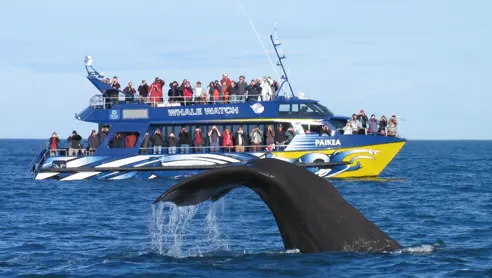 Hvalsafari fra Kaikoura i New Zealand