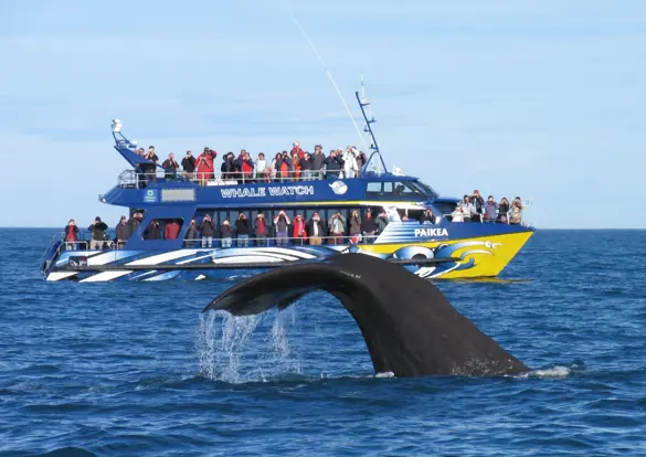 Hvalsafari fra Kaikoura i New Zealand