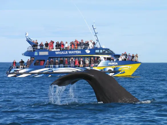Hvalsafari fra Kaikoura i New Zealand