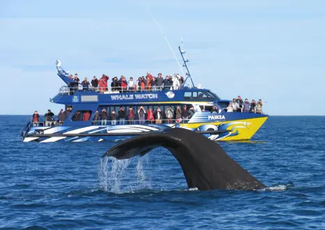 Hvalsafari fra Kaikoura i New Zealand