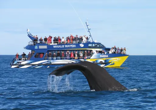 Hvalsafari fra Kaikoura i New Zealand