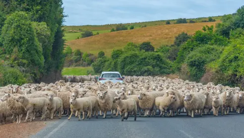 Får blokerer en vej i New Zealand