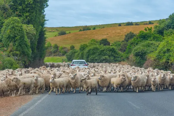 Får blokerer en vej i New Zealand