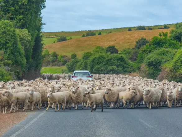 Får blokerer en vej i New Zealand
