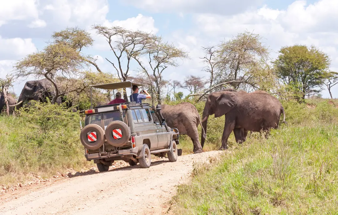 Safari i Serengeti National Park i Tanzania
