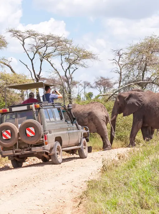 Safari i Serengeti National Park i Tanzania