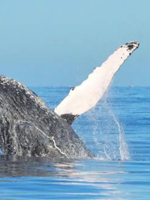 Ballenas 3