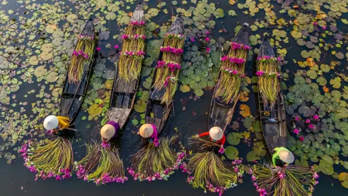 Vandlilje-høst i Mekong-deltaet i Vietnam